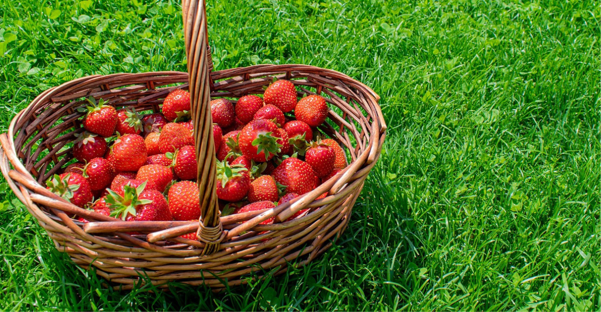 Strawberries in basket